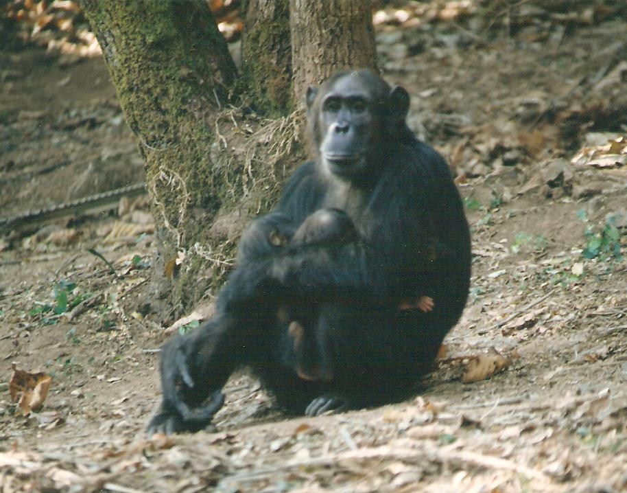 20090915 Chimps 001