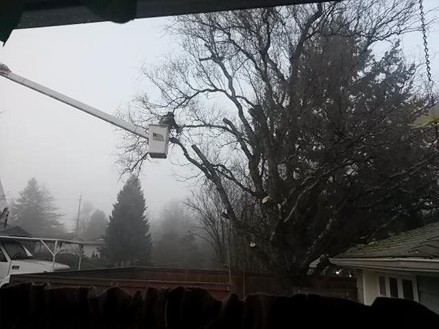20150108 Curly Willow Coming Down
