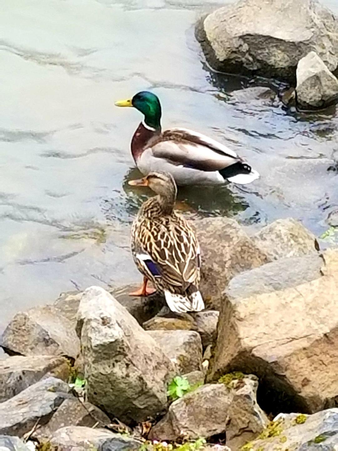 20180414 Mallards in Willamette