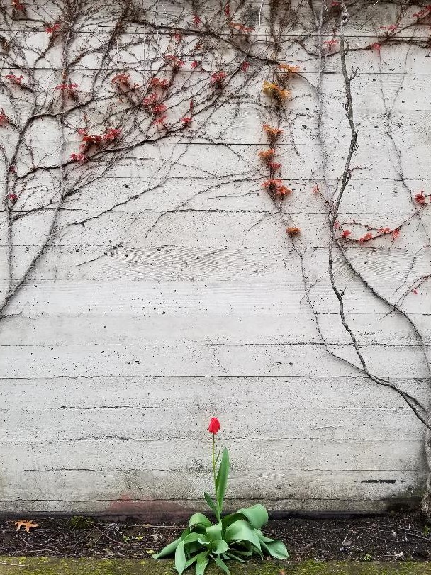 Along Our Walk Unstill Life
