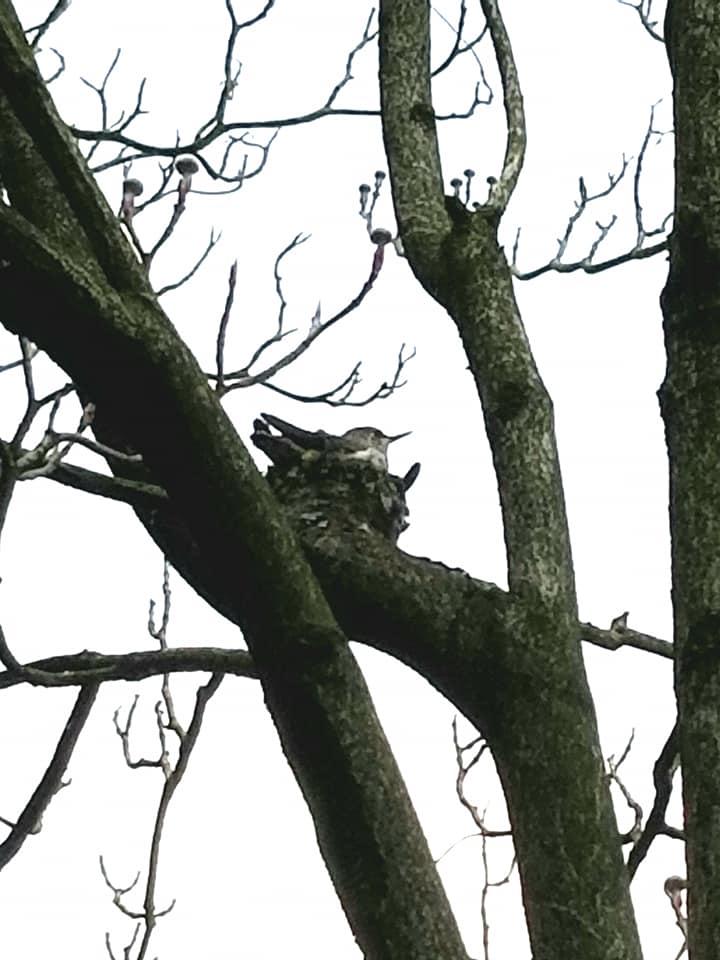 hummingbird nesting bird