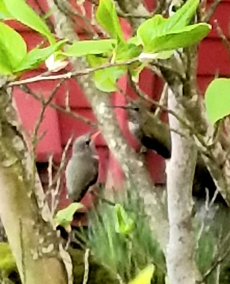 In the Garden Parent and chick