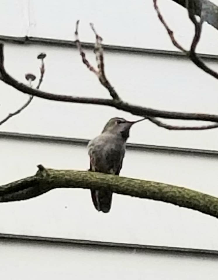 Poses Majestically adult hummingbird