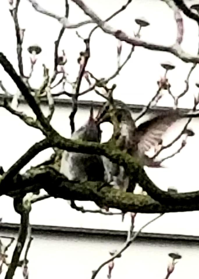 In the Dogwood two hummingbirds