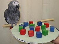 Alex the Parrot NumericalCognition