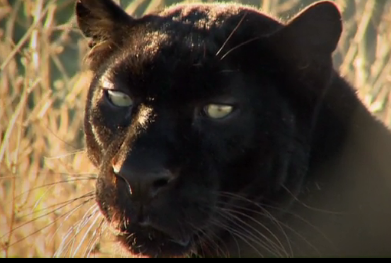Black Leopard