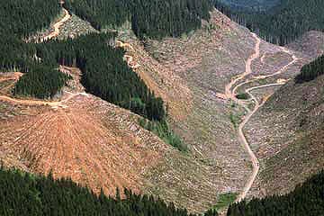 clear-cut