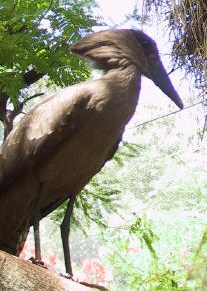 hamerkop nest bridgit b