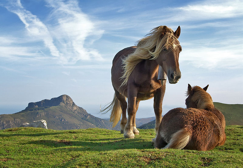 Horses-Shared Wikipedia