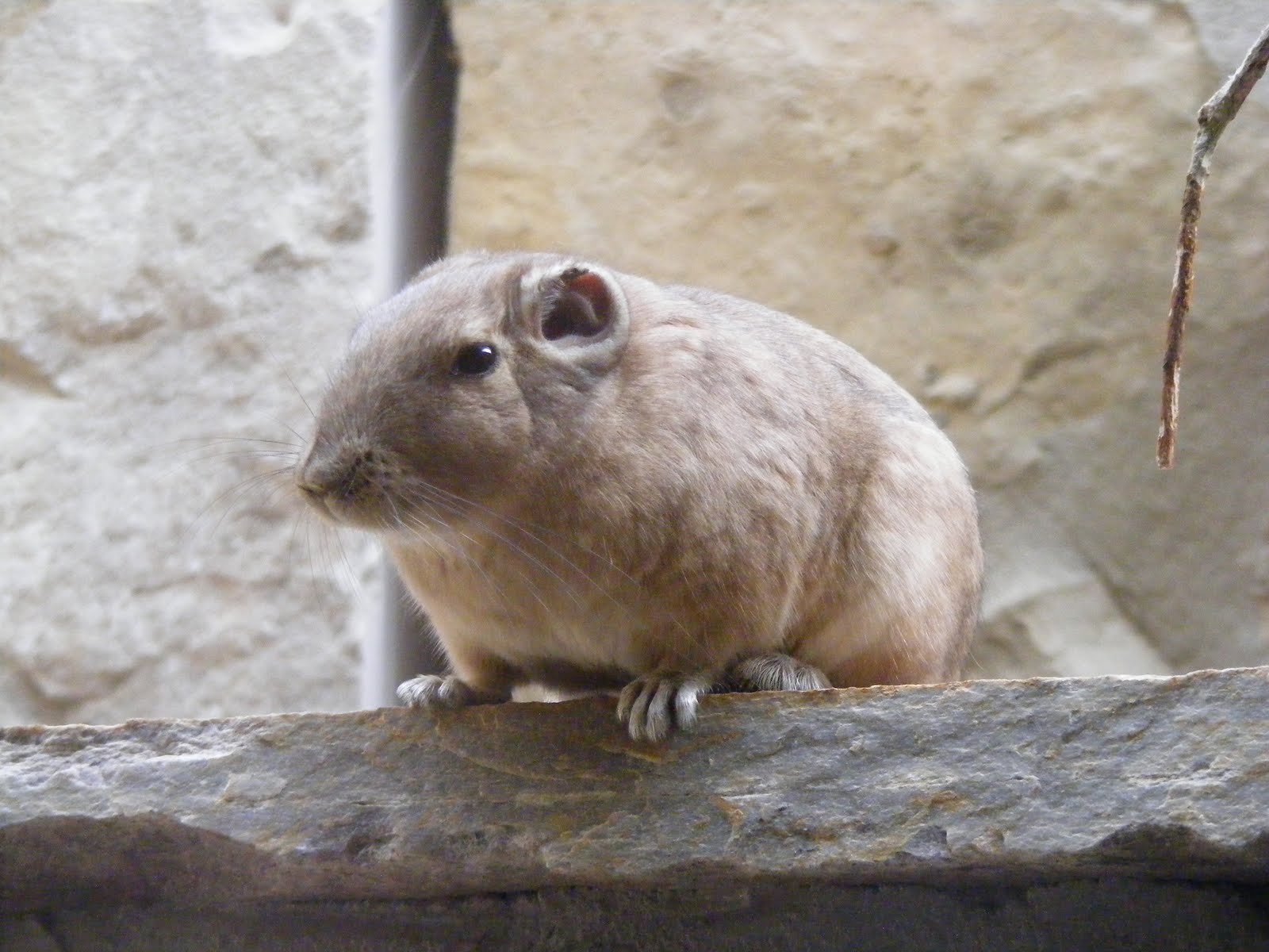 Hyrax-DistantElephantRelative