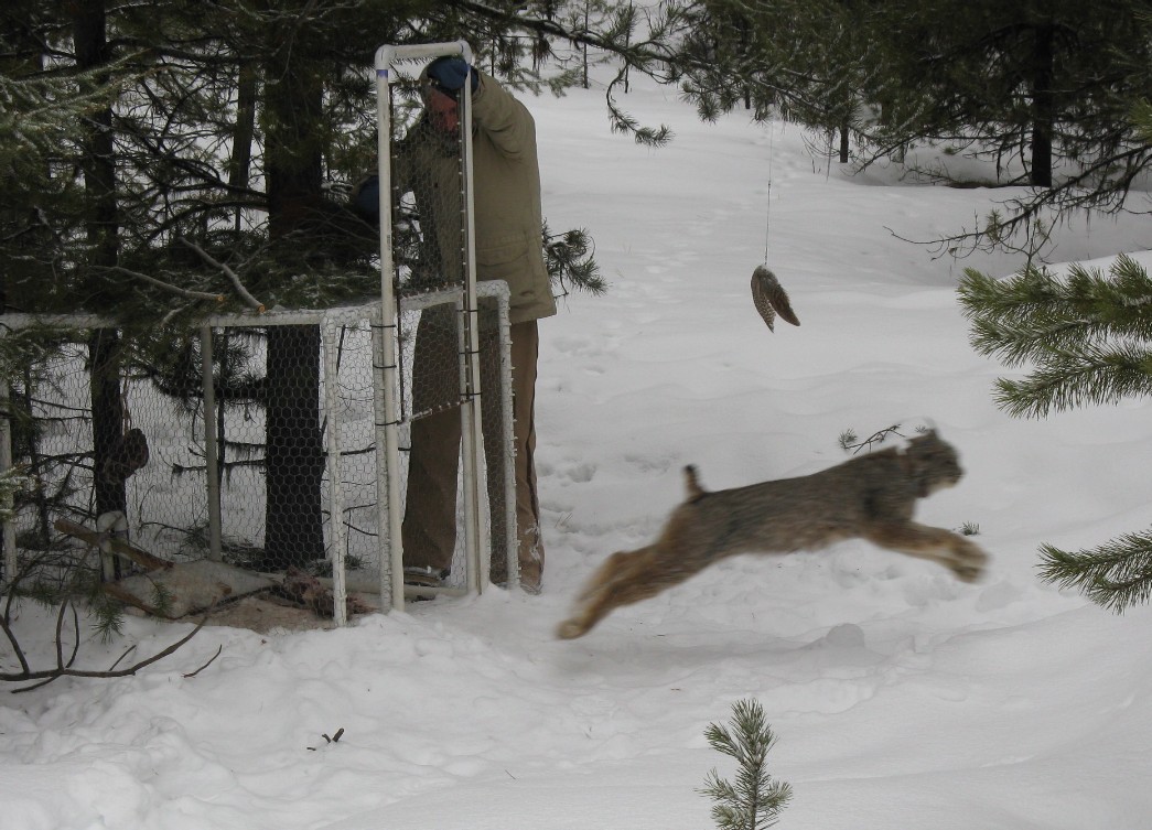 A lynx springs from captivity back into the wild. Biologists studied lynx to determine how they were impacted after fires had drastically reduced habitat and di
