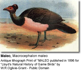 Maleo