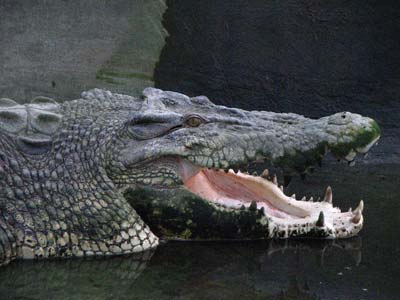 Pangil Crocodile Park Davao City