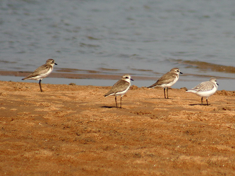 Plovers